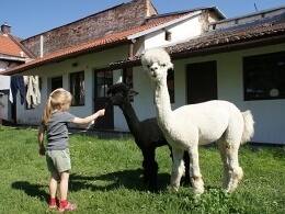 Uli (černý) a Rozinka